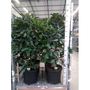 Ficus cyathistipula