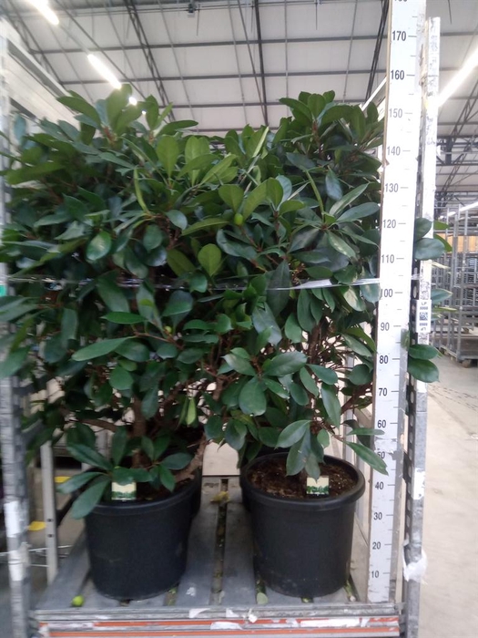 <h4>Ficus cyathistipula</h4>