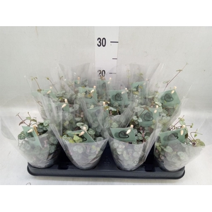 Ceropegia woodii ssp. woodii