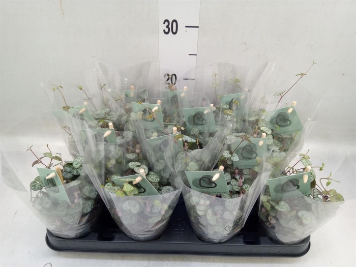 <h4>Ceropegia woodii ssp. woodii</h4>