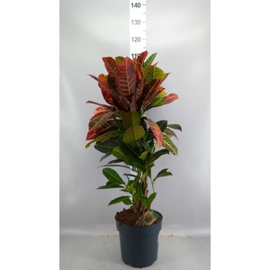 Codiaeum var. GR 'Petra'