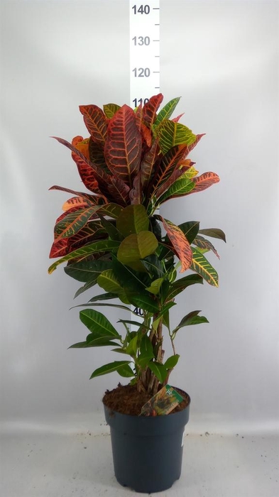 <h4>Codiaeum var. GR 'Petra'</h4>