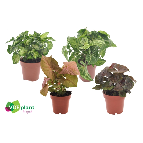 <h4>Syngonium mix 12cm</h4>