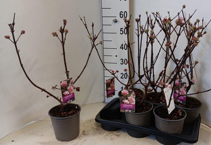 <h4>VIBU BO DAWN</h4>