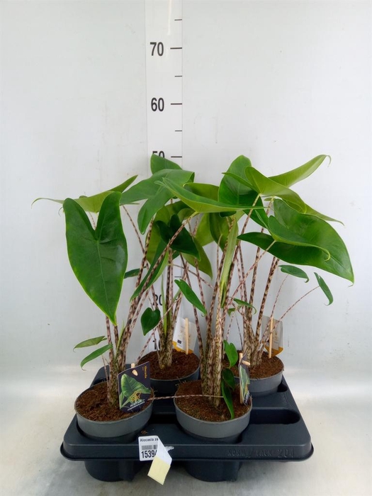 <h4>Alocasia zebrina</h4>