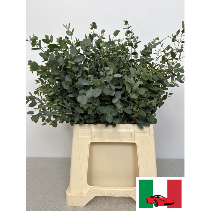 <h4>EUC GUNNII PB</h4>