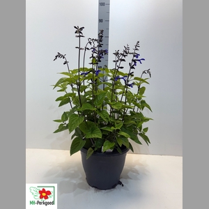SALVIA BLACK & BLOOM