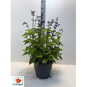 SALVIA BLACK & BLOOM