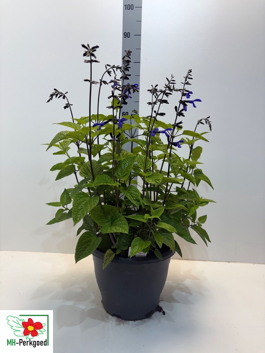 <h4>SALVIA BLACK & BLOOM</h4>