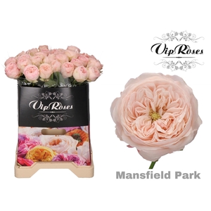 R KL MANSFIELD PARK