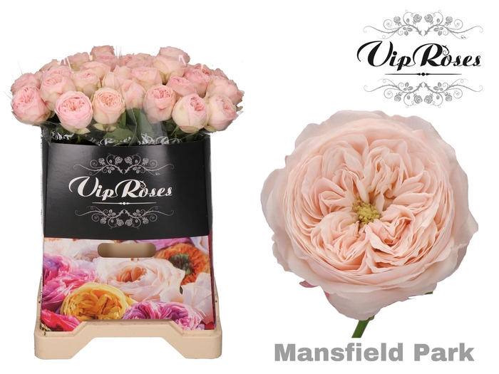 R KL MANSFIELD PARK