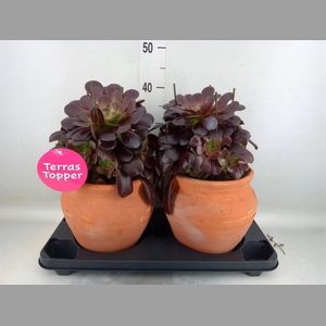 Aeonium arboreum 'Velours'