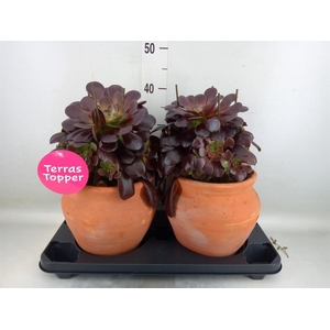 Aeonium arboreum 'Velours'