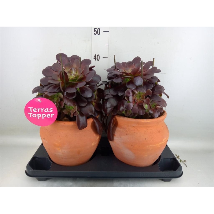 <h4>Aeonium arboreum 'Velours'</h4>