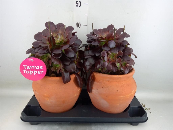 <h4>Aeonium arboreum 'Velours'</h4>