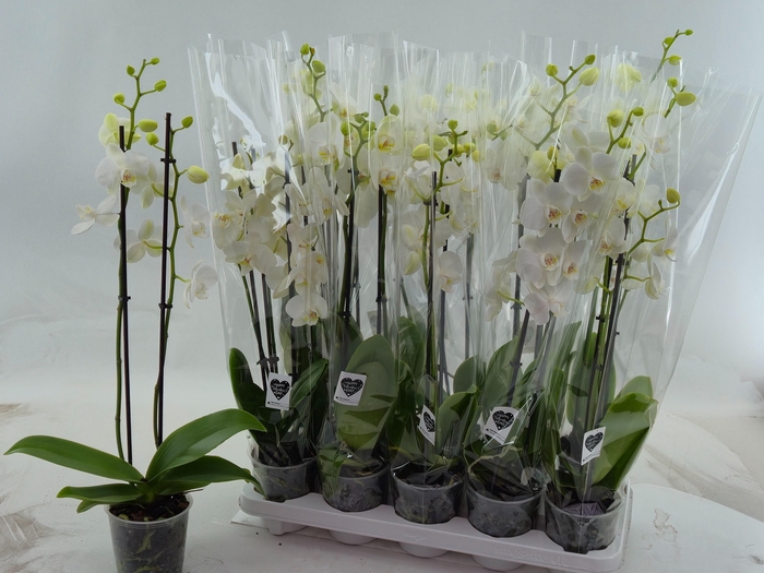 <h4>PHAL OV WIT</h4>