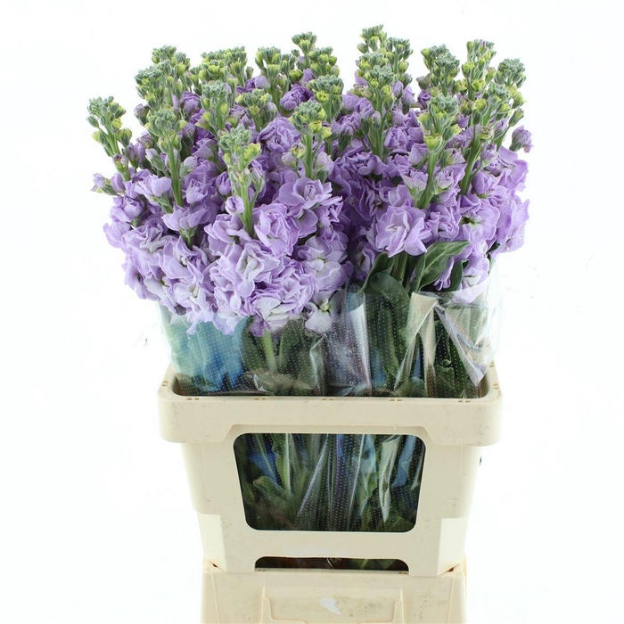 <h4>MATTH IRON MARINE</h4>