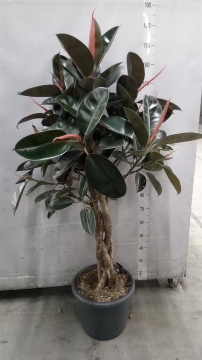 <h4>Ficus elastica 'Burgundy'</h4>