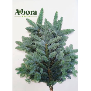 ABIES NOB BLAU BUND