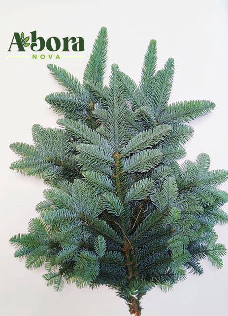 <h4>ABIES NOB BLAU BUND</h4>