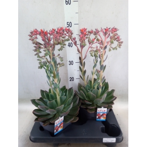 Echeveria  'Blue Prince'
