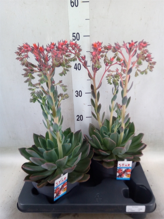 <h4>Echeveria  'Blue Prince'</h4>