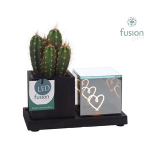 Houten Elegant LED planter met Cactus