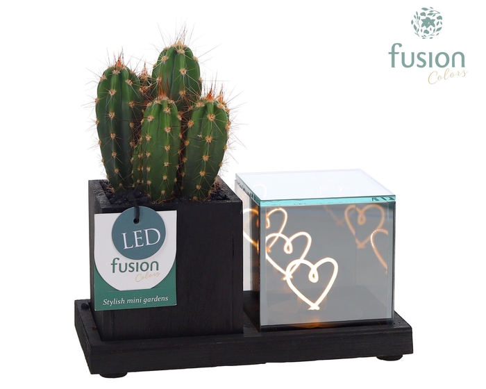 <h4>Elegant houten LED planter met Cactus</h4>