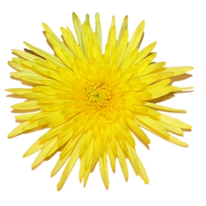 ANASTASIA DARK SUNNY 080 CM AMARELO