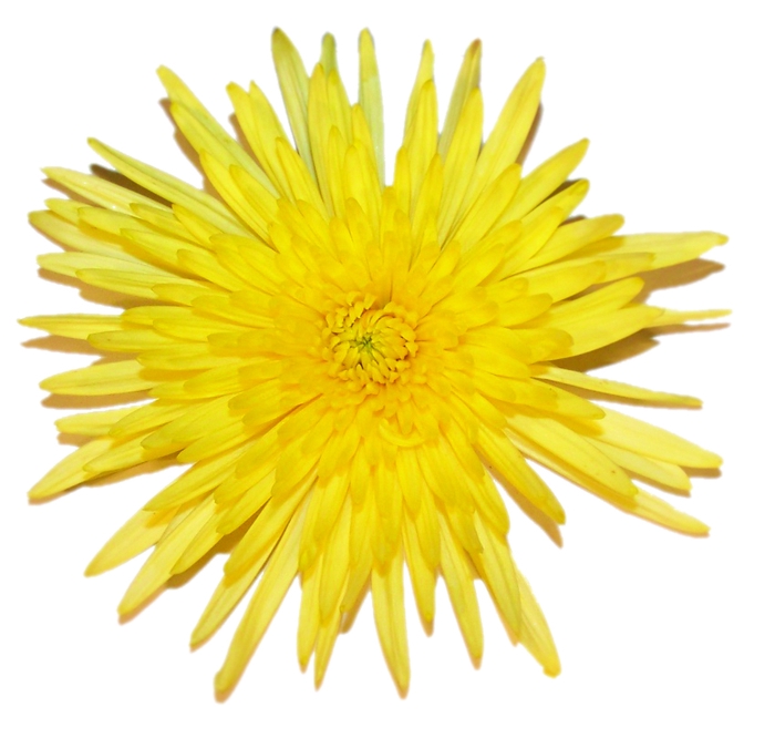 <h4>ANASTASIA DARK SUNNY 080 CM AMARELO</h4>