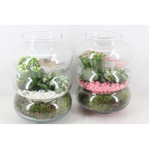 arr2 PL - Glas ringvaas - roze/wit