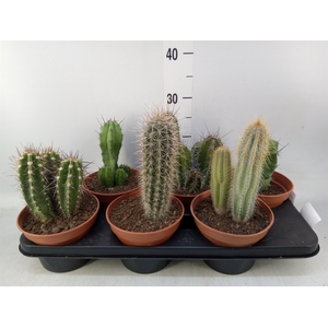 Cactus   ...