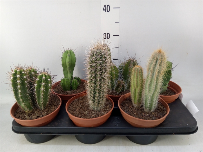 <h4>Cactus   ...</h4>