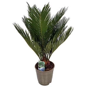 Cycas Revoluta 8+ Blad