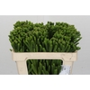 Kaaps Groen Albigreen