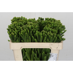 Kaaps Groen Albigreen