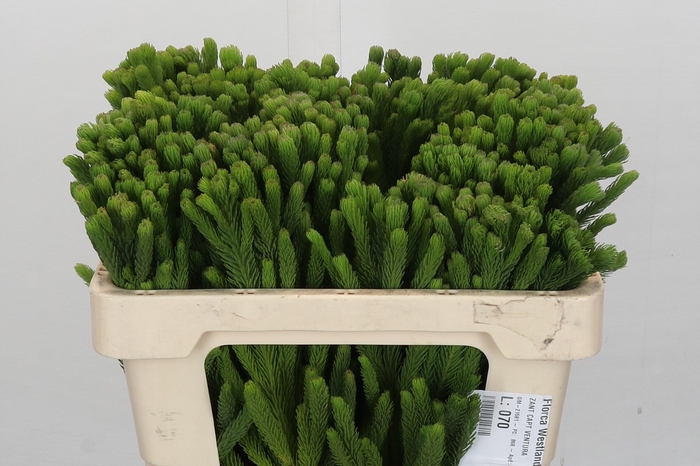 <h4>Kaaps Groen Albigreen</h4>