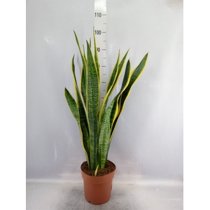 Sansevieria trifa. 'Laurentii'