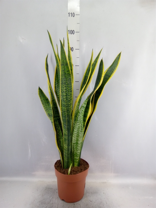 Sansevieria trifa. 'Laurentii'