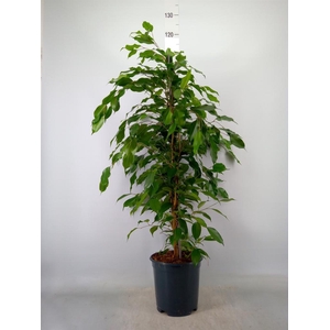 Ficus benja. 'Exotica'