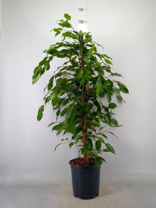 <h4>Ficus benja. 'Exotica'</h4>