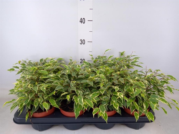 <h4>Ficus benja. 'Kinky'</h4>