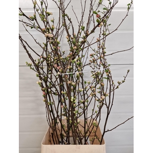 CHAENOMELES APPLE BLOSSOM 100CM