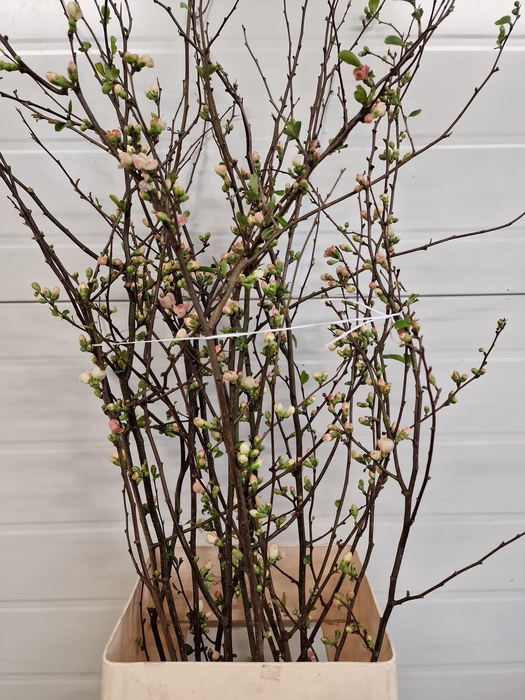 <h4>CHAENOMELES APPLE BLOSSOM 100CM</h4>