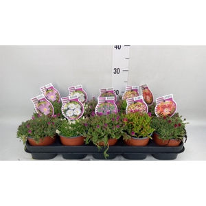 Delosperma coop.