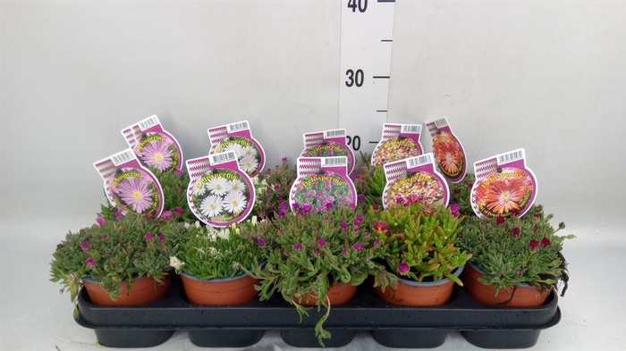 <h4>Delosperma coop.</h4>