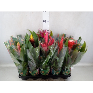 Bromelia   ...mix