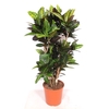 Codiaeum Petra