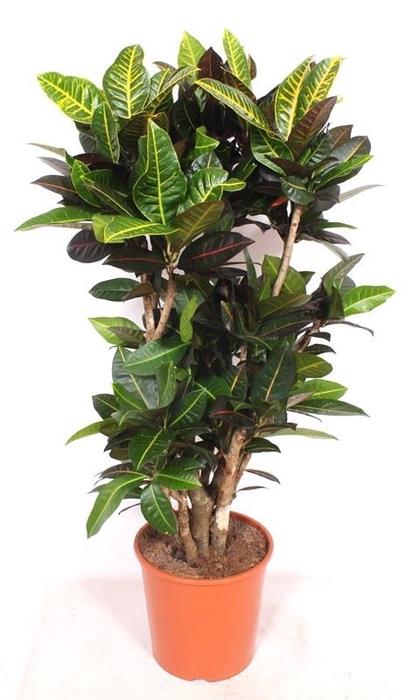 Codiaeum Petra