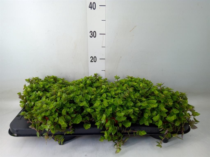 <h4>Callisia repens</h4>